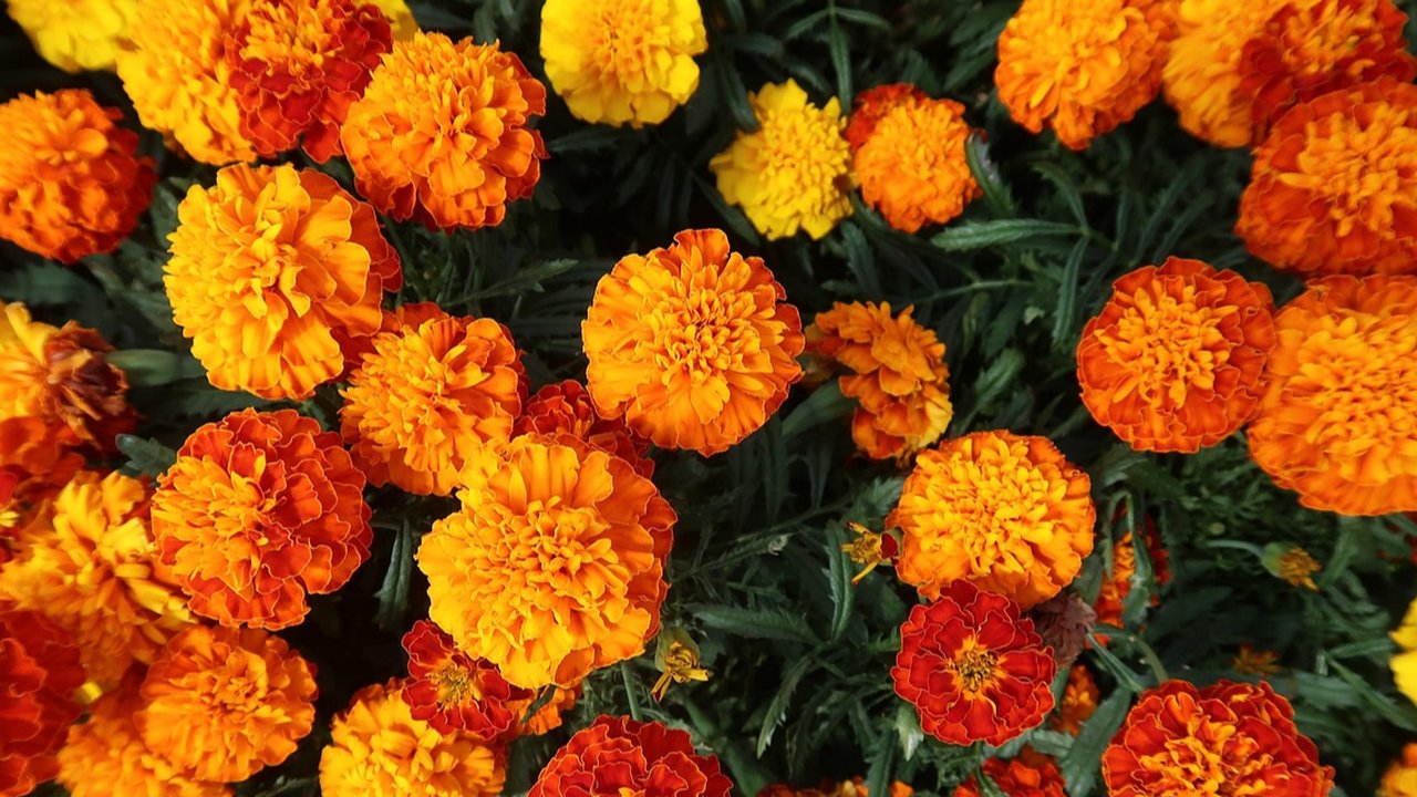 Ilustrasi Marigold