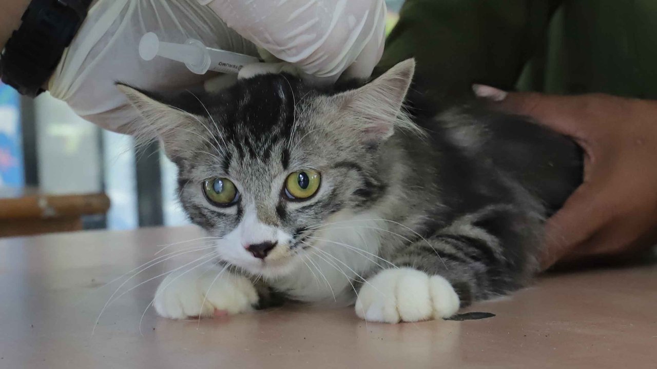 Seorang dokter hewan menyuntikkan  vaksin rabies pada seekor kucing milik warga di Ruang Publik Terpadu Ramah Anak (RPTRA) Manggarai, Jakarta, Senin (14/10/2025)