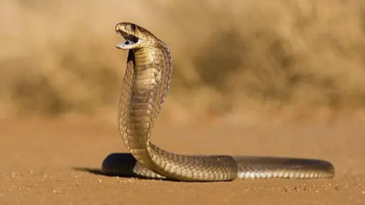 Ular kobra (created by AI)