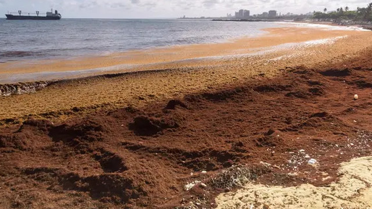 Sebuah kapal kargo melintas di depan rumput laut terapung yang dikenal sebagai sargassum yang mempengaruhi Pelabuhan San Souci, di sebelah muara sungai Osama di Santo Domingo, Republik Domini