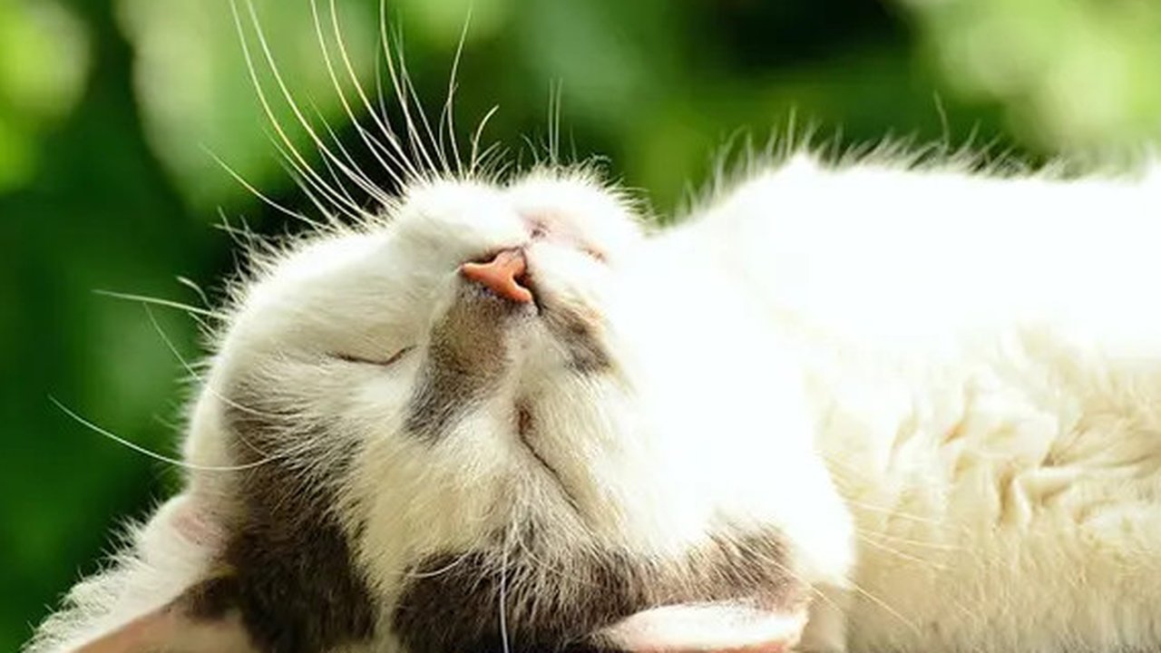 Ilustrasi Kucing (pixabay.com)