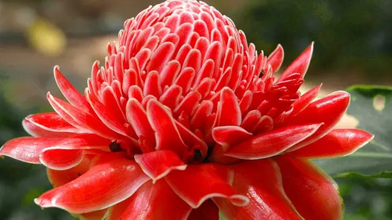 Bunga kecombrang (dok. Pixabay/Josch13/Fairuz Fildzah)