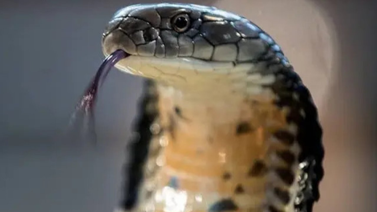 Ilustrasi kobra (iStock)