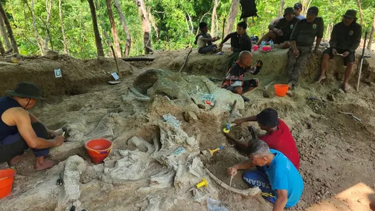 Tim Ekskavasi Museum Geologi Bandung menemukan fosil gajah purba jenis Stegodon trigonocephalus diperkirakan berumur sekitar 800 ribu tahun yang lalu di kawasan Hutan Tritik, Kecamatan Rejoso