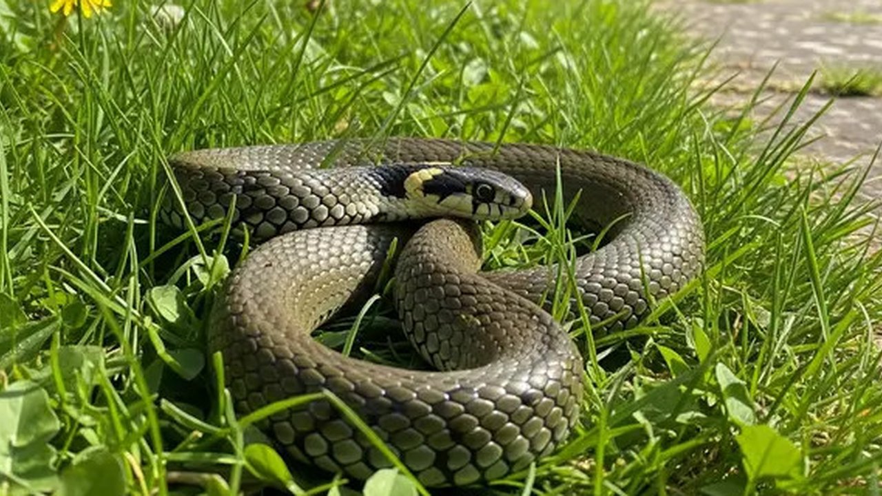 7 Penyebab Rumah Bersih tapi Disukai Ular Kobra, Waspadai Faktor yang Sering Tak Disadari (Gemini AI)