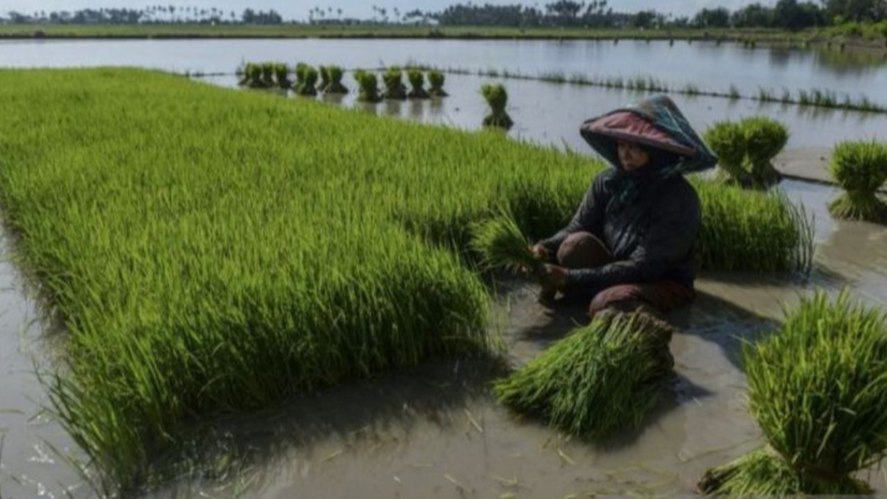 Asuransi Pertanian Terbaru dari Askrindo, Klaim Tak Perlu Verifikasi per Individu