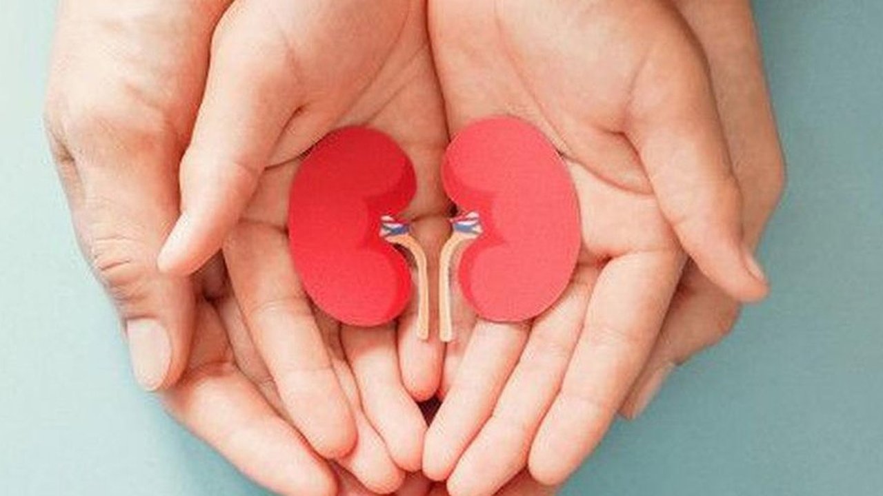 Ilustrasi ginjal.