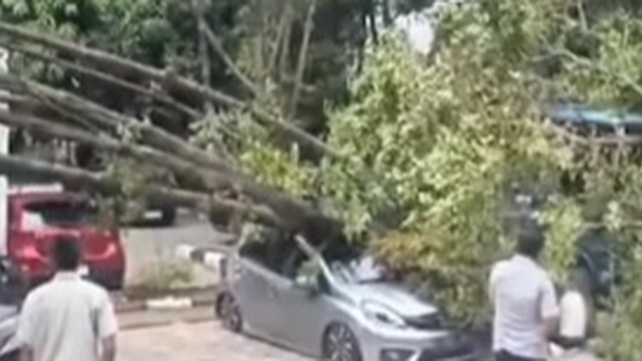 Pohon Tumbang Hantam Mobil di Jakarta Utara, Lalu Lintas Tersendat