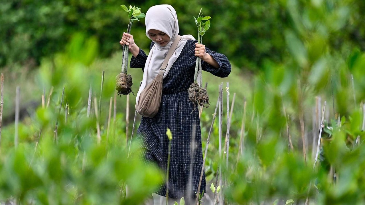 Seorang siswa menanaman bibit mangrove (Rhizophora mucronata) di kawasan pesisir desa Lampulo, Banda Aceh, Aceh, Sabtu (25/10/2025)
