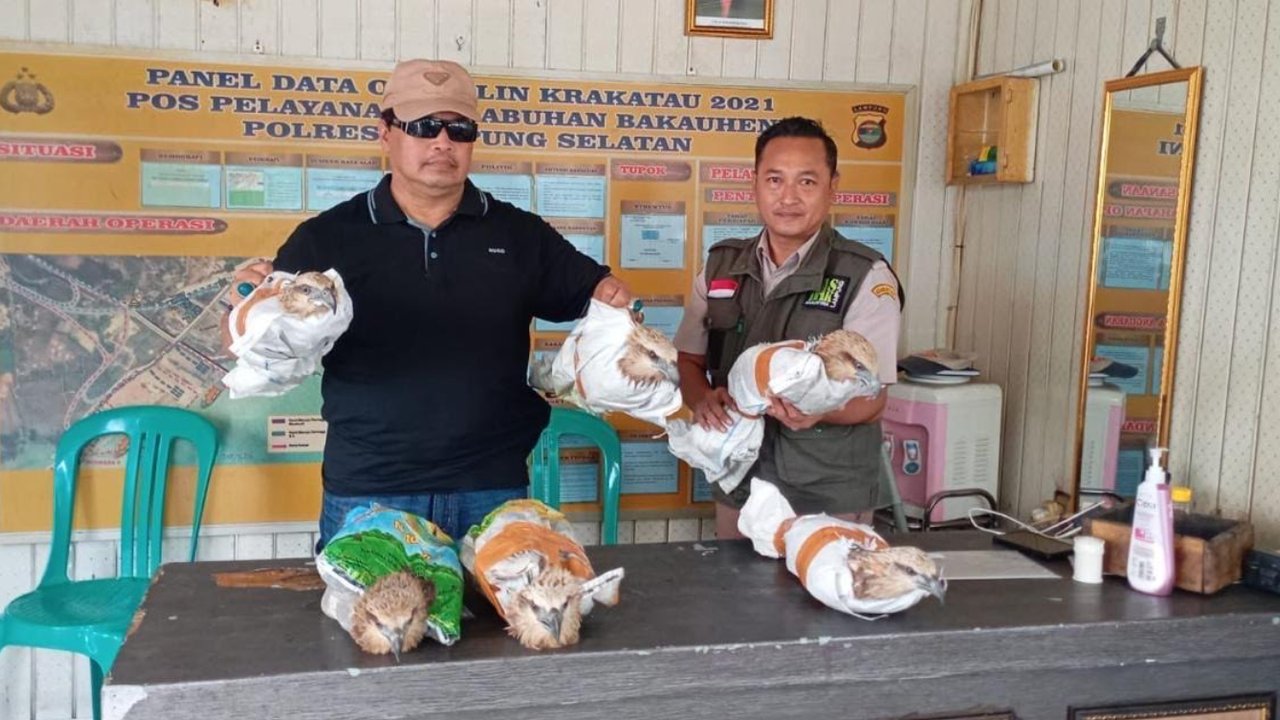 6 Ekor Elang Dilindungi Diamankan di Bakauheni, Diduga Mau Diselundupkan ke Tangerang