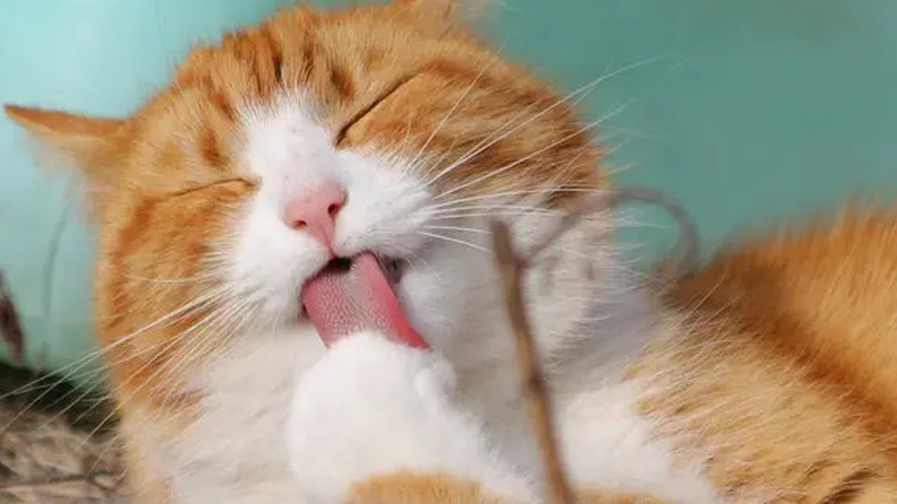 Kucing warna oranye cenderung dikaitkan pada perilaku ramah (dok. Pexels/Pixabay/Brigitta Bellion)