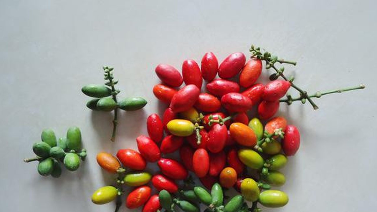 Manfaat Kulit Melinjo Untuk Kesehatan Tubuh (Sumber: Pixabay)