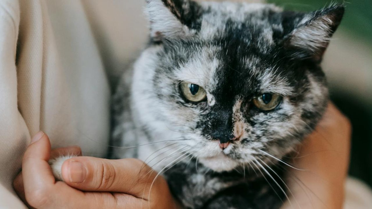 Ilustrasi Kucing dan Manusia Favoritnya