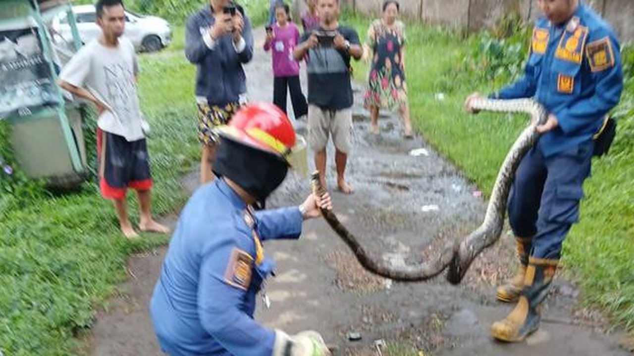 5 Potret Perjuangan Petugas Damkar Evakuasi Ular Masuk Rumah, Penuh Totalitas (Dinas Pemadam Kebakaran Kota Surabaya)