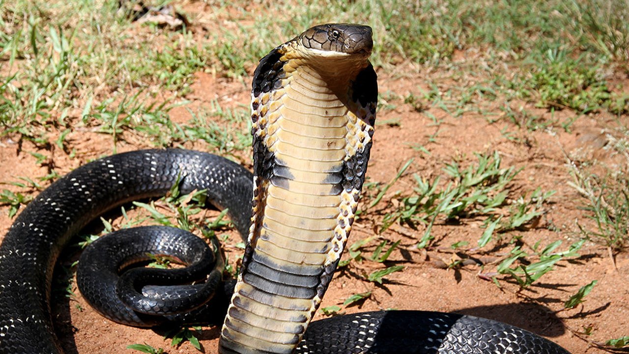 King Cobra. (Photo: Michael Allen Smith via Wikipedia/CC BY-SA 2.0)