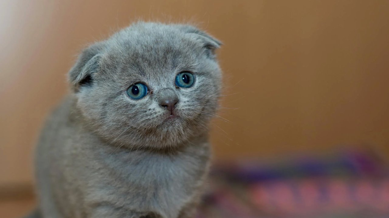 Fakta Unik Hari Kucing Nasional: Mengapa Dirayakan Setiap 29 Oktober?