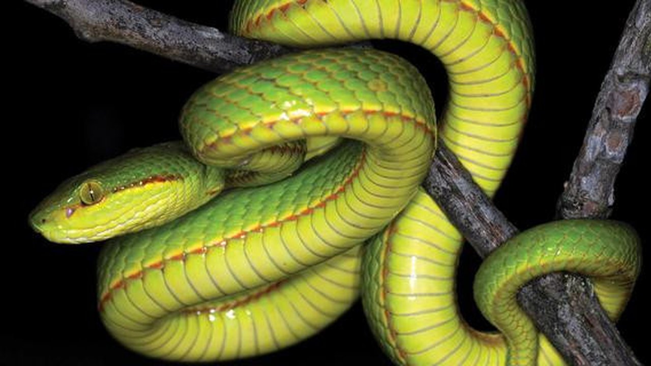 Ilustrasi ular hijau. (ABC News)