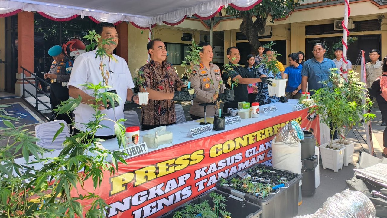 Pasutri WNA Sulap Kontrakan di Denpasar Jadi Kebun Ganja Hidroponik, Pemasok Bibit Diburu Polisi