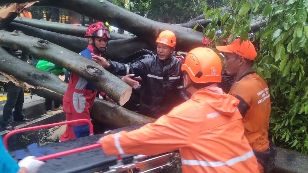 Pohon Tumbang di Jaksel Timpa 5 Mobil, 1 Orang Meninggal