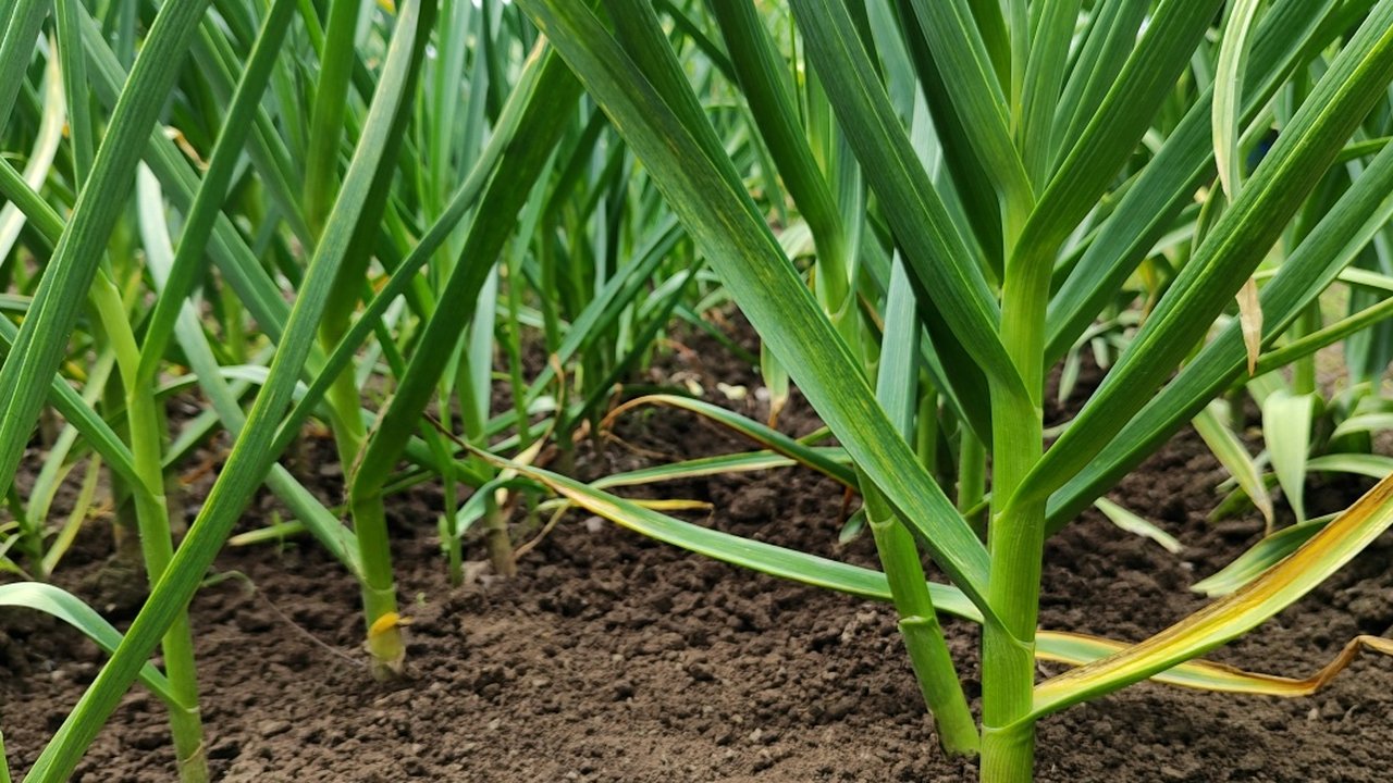 Ilustrasi Daun Bawang