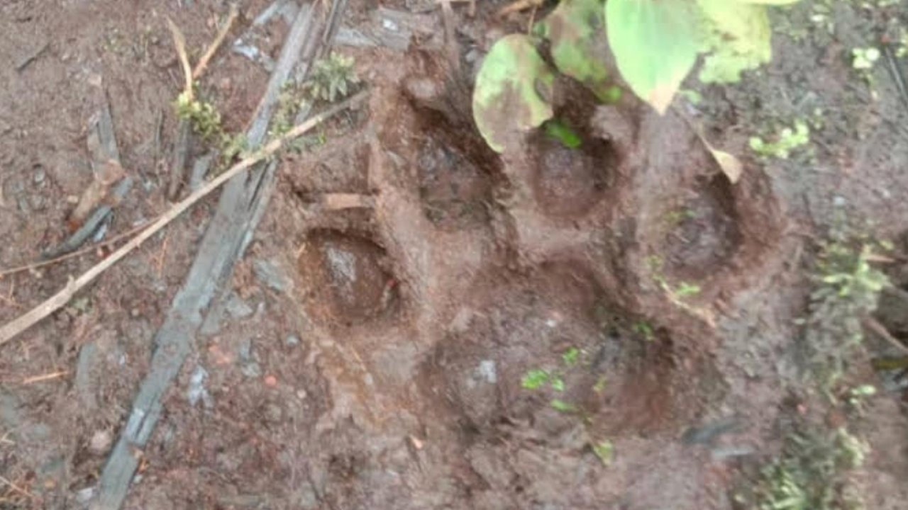 Warga Panik, Ada Jejak Harimau Sumatera Tiba-Tiba Muncul Dekat Permukiman Warga