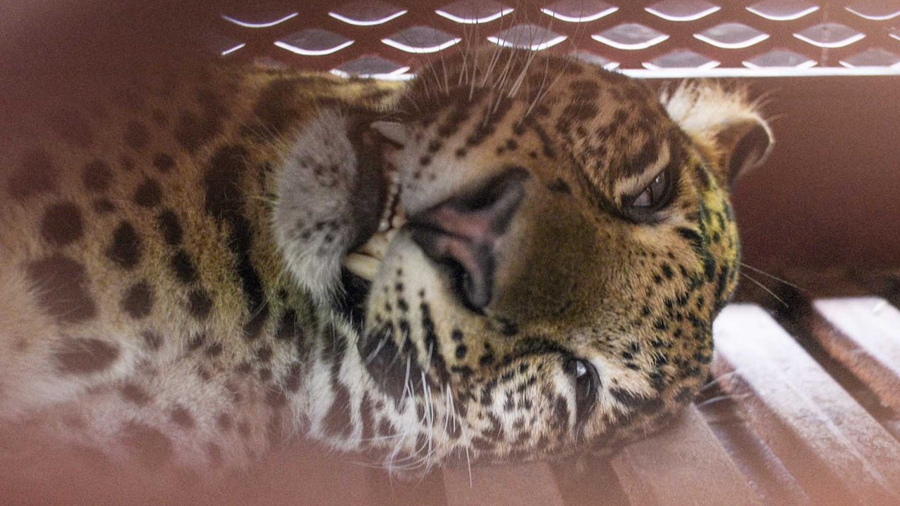 Macan tutul Jawa yang telah dibius dan dievakuasi dari sebuah hotel di Bandung, Jawa Barat, Senin (06/10/2025).