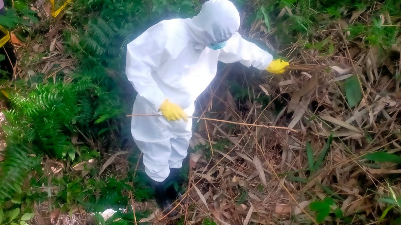 Misteri Mayat Membusuk di Kebun Karet Pesawaran, Tak Ada Identitas Ditemukan