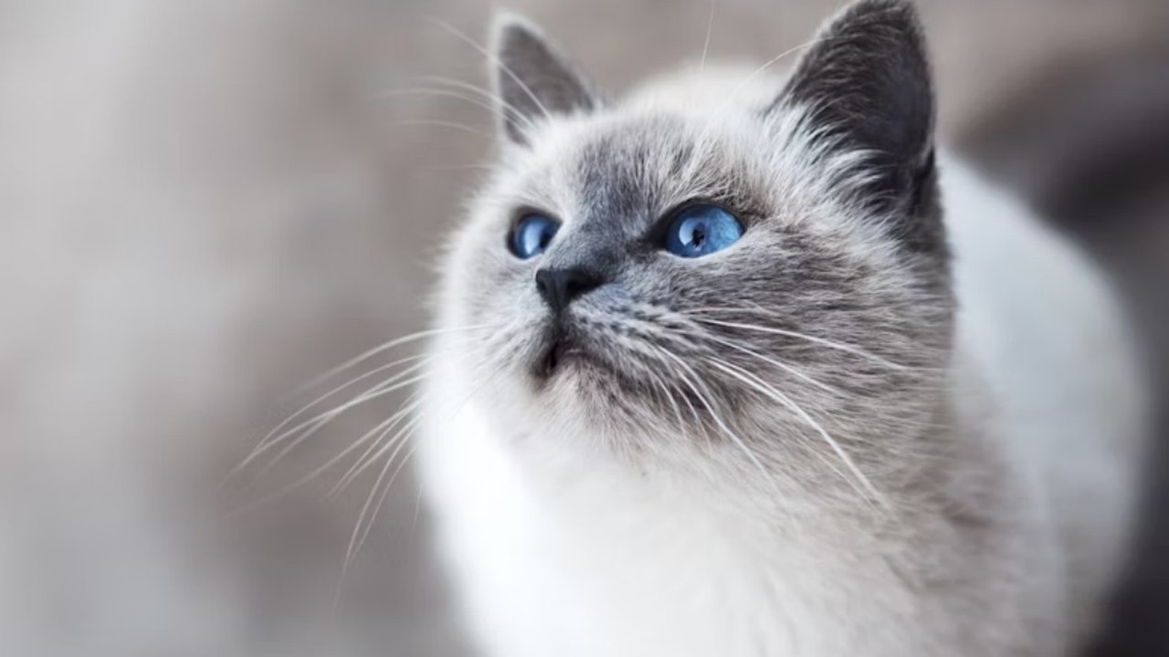 Kucing