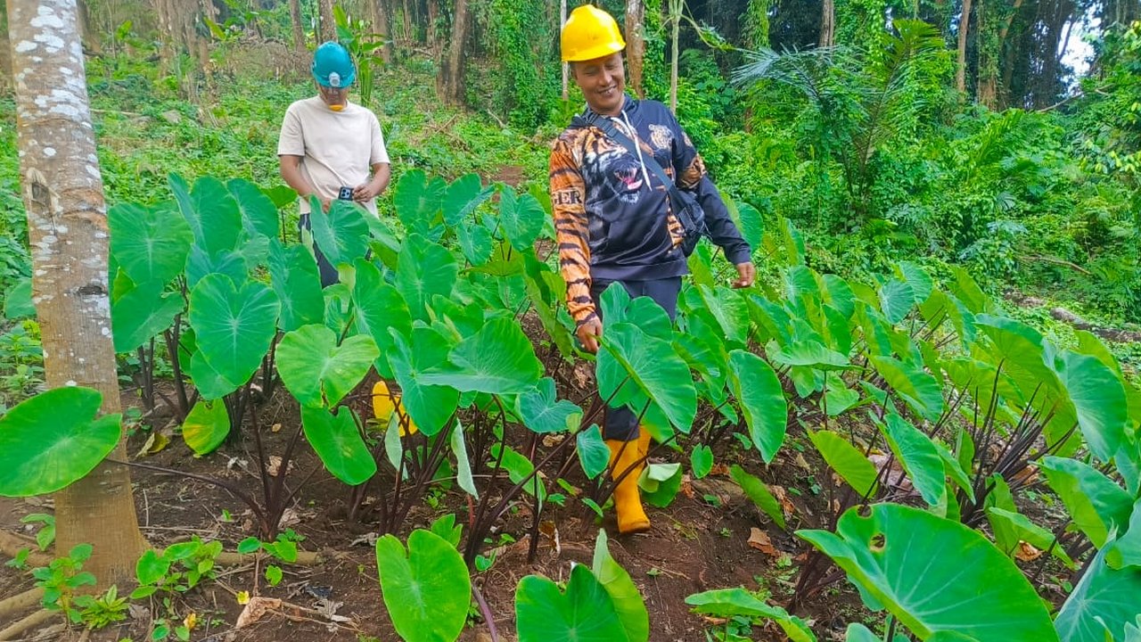 Viral Video Pembabatan Hutan di Bali Utara, UPTD KPH Beri Penjelasan