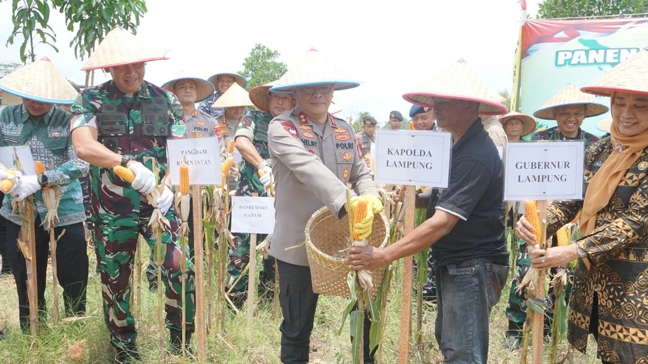 Petani Singkong di Lampung Didukung Beralih ke Jagung, Dinilai Lebih Menguntungkan