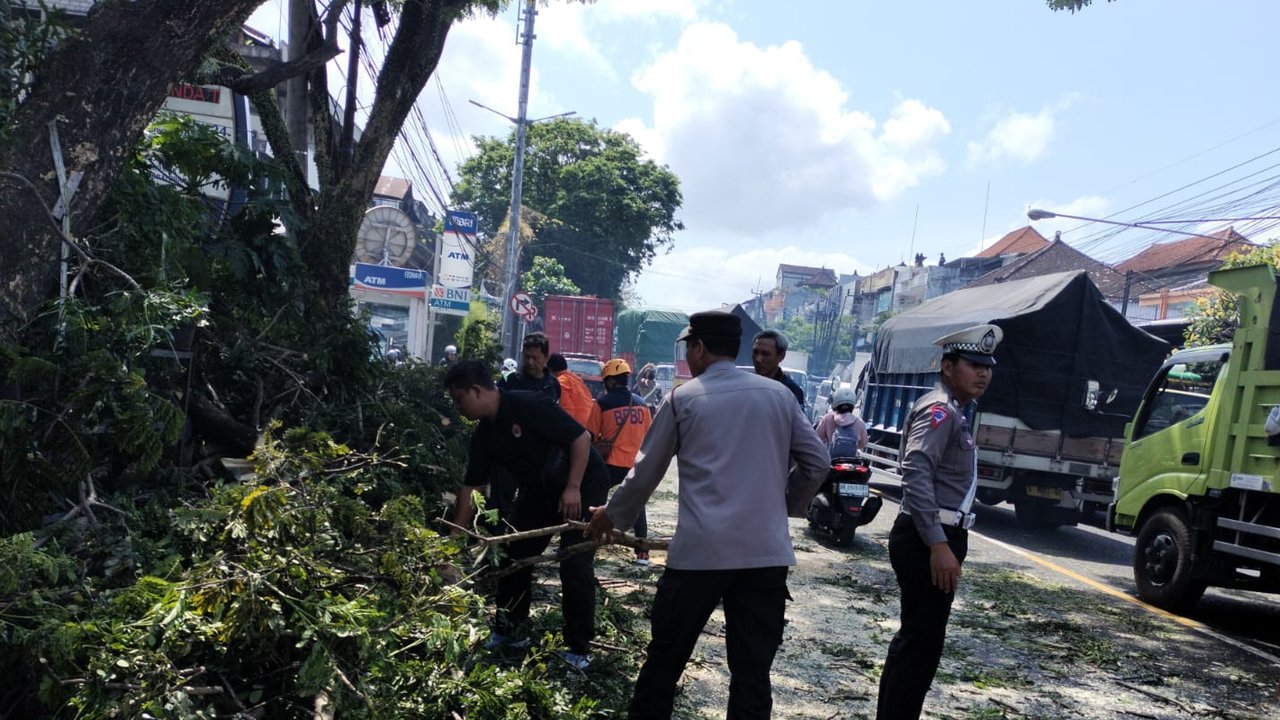 Nahas! Pohon Tumbang Disenggol Truk, Pemotor di Tabanan Jadi Korban