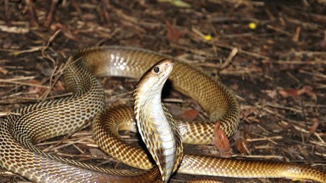 Ilustrasi mimpi digigit ular kobra/Copyright unsplash.com/Avinash Uppuluri