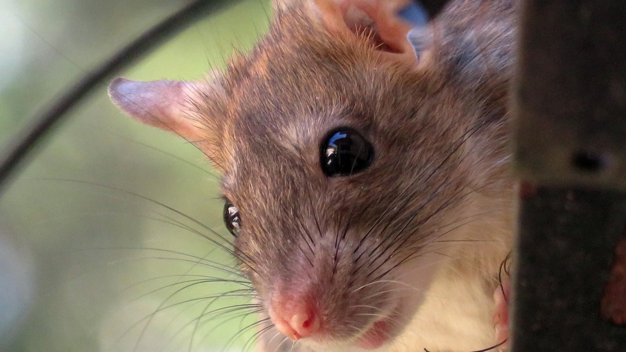 Ilustrasi Tikus