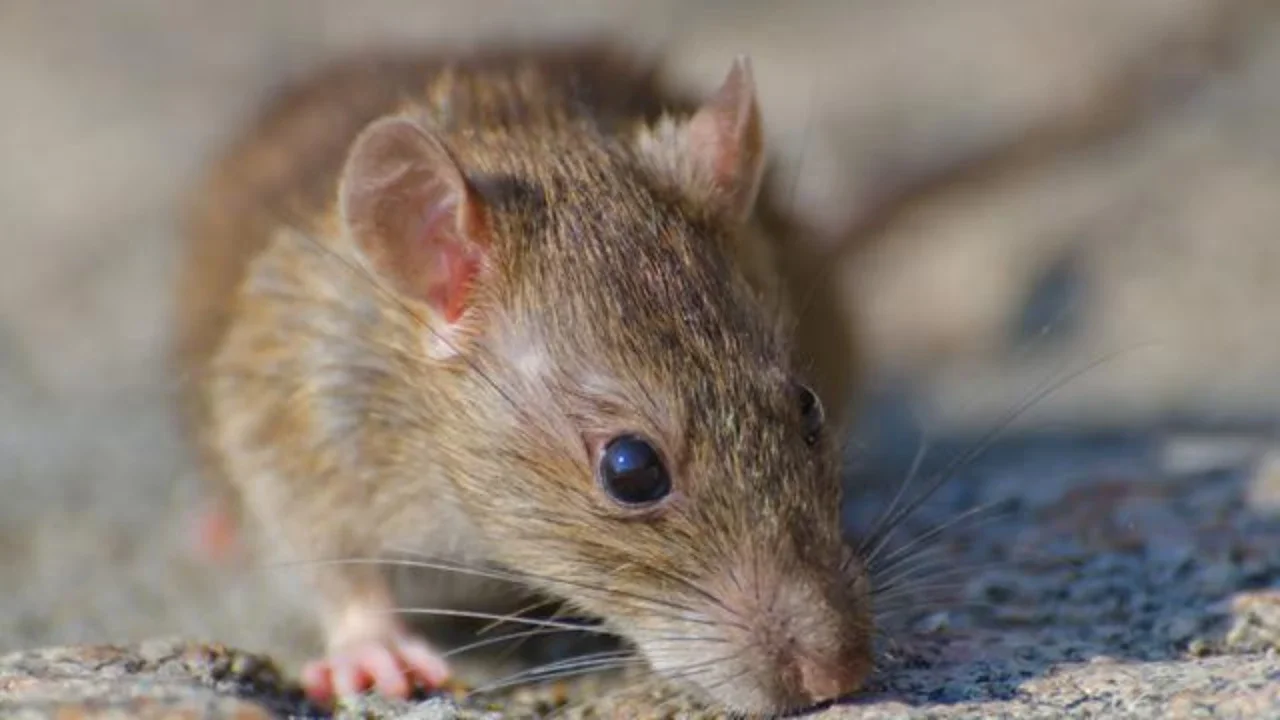 Sahabat Fimela, tikus mungkin tampak sepele dan seringkali jadi target  kucing peliharaan kita di rumah, tapi ternyata bisa membawa virus Hanta yang mematikan, lho! Yuk, kenali gejala dan pen