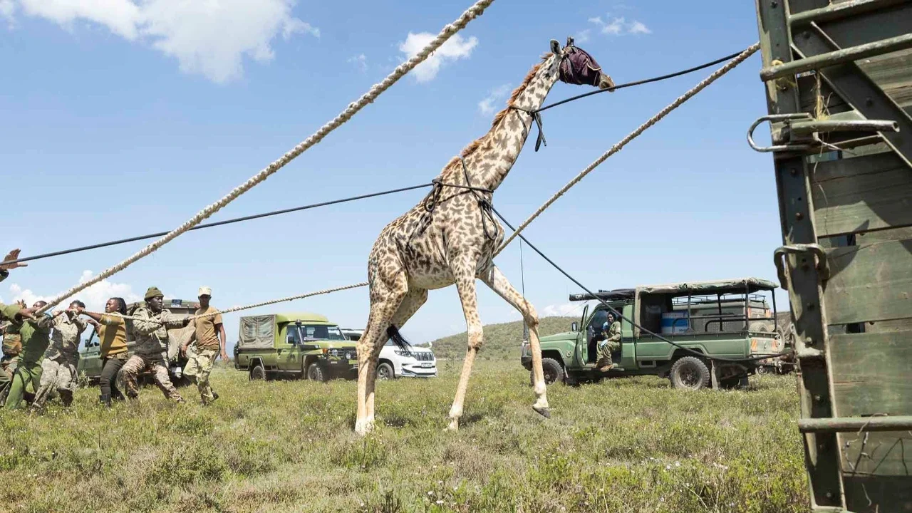 Petugas jaga Kenya Wildlife Services (KWS) menangkap seekor jerapah Masai betina dewasa dalam operasi translokasi herbivora besar di kawasan  Kedong, Naivasha, Kenya, Minggu (16/11/2025) waktu setempat.