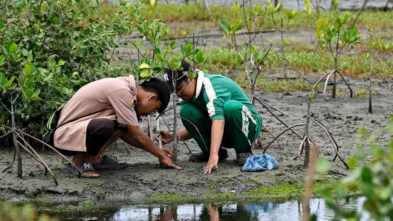 Penanaman 30.000 Mangrove di Cuku Nyinyi Mampu Serap 370.000 Kg Karbon per Tahun