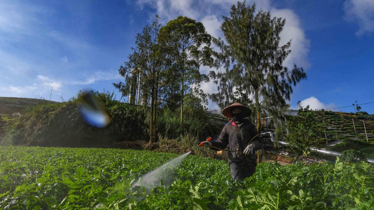 Petani melakukan penyemprotan pupuk cair pada  tanaman kentang di kawasan Batur, Banjarnegara, Jawa tengah, Minggu (02/11/2025).