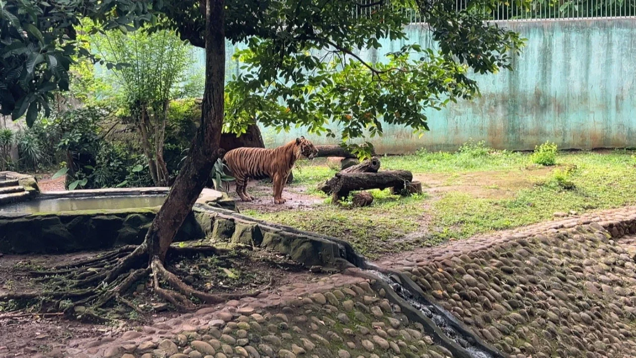 Cek Harimau di Ragunan, Pramono Anung: Kondisinya Sehat dan Gemuk