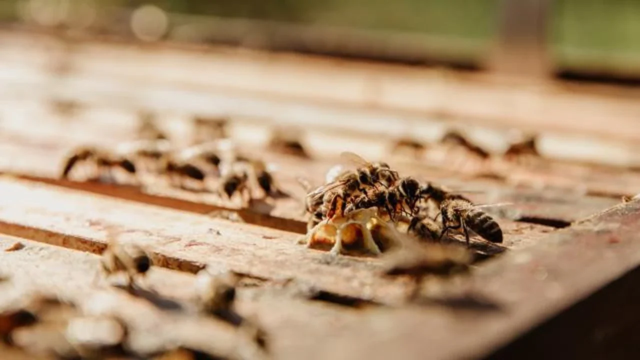 ilustrasi rayap/https://unsplash.com/BIanca Ackermann