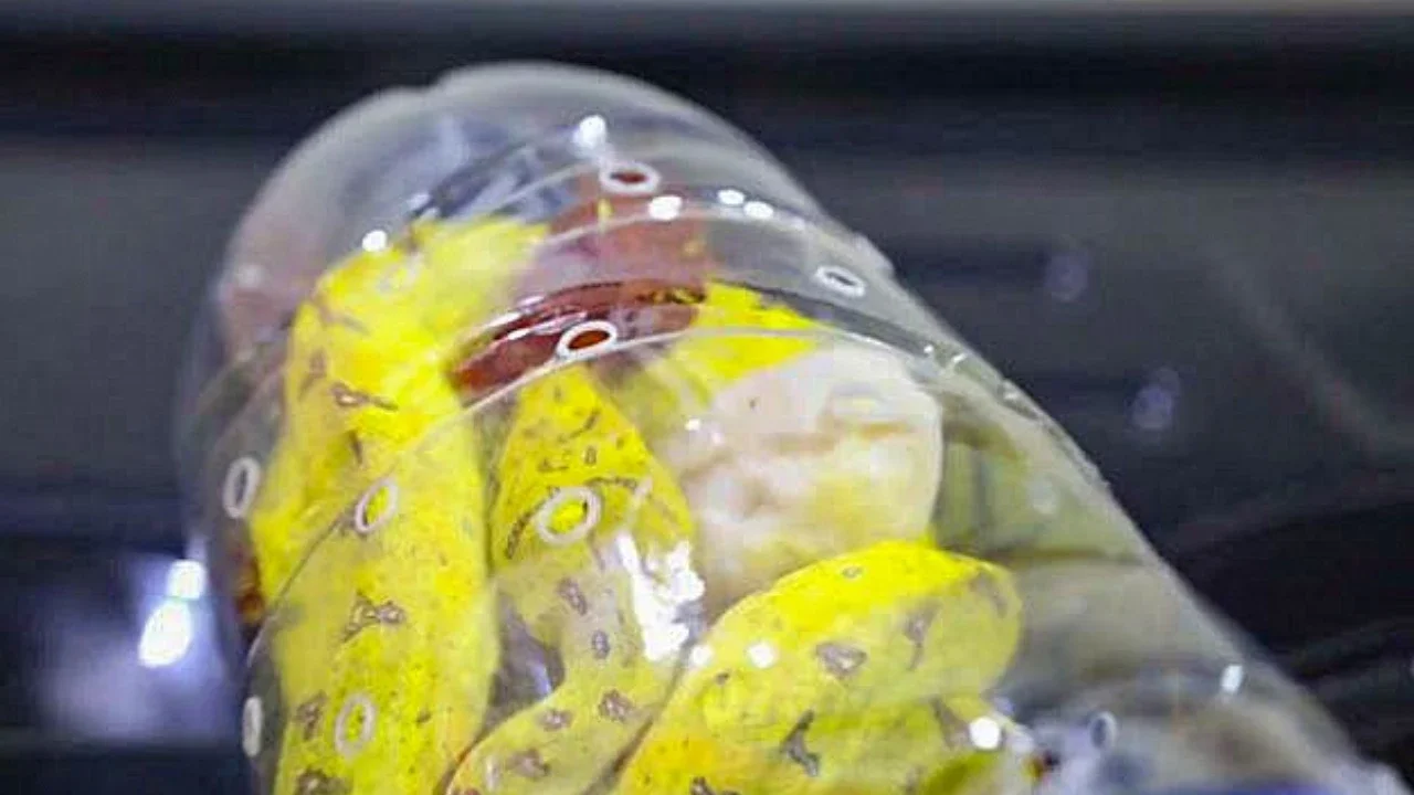 Reptil yang diselundupkan dari Papua melalui KM Dobonsolo diamankan di Markas Komando Daerah Angkatan Laut (Makodaeral) III, Jakarta (Rabu (26/11/2025).