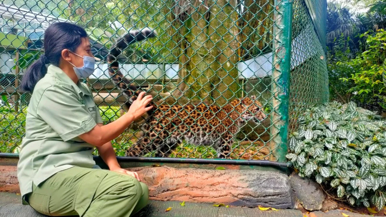 Populasi Macan Tutul Jawa Diambang Krisis, Temuan Ahli Ini Ungkap Penyebab Utama Terjadinya Kepunahan