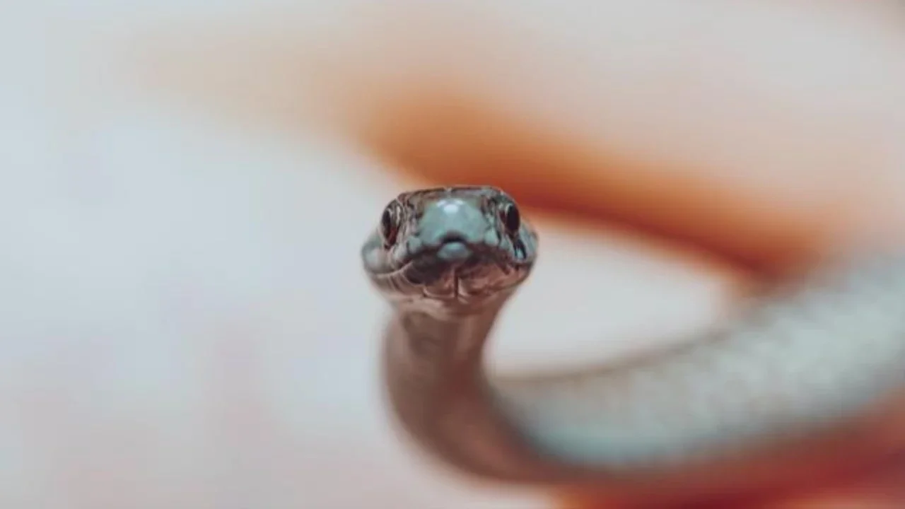 Ular kecil masuk rumah (Foto: Gemini AI)