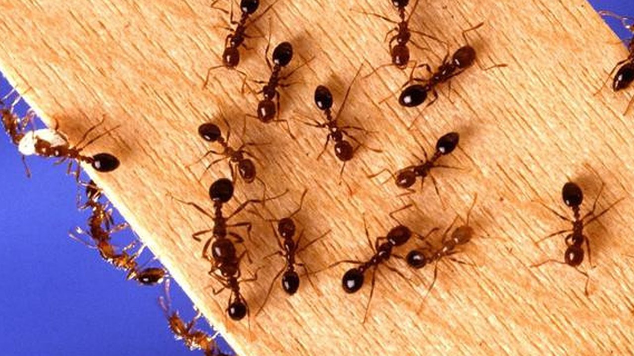 Ilustrasi semut di rumah. (dok. pexels.com/Asnida Riani)