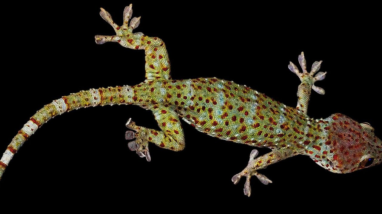Ilustrasi Cicak