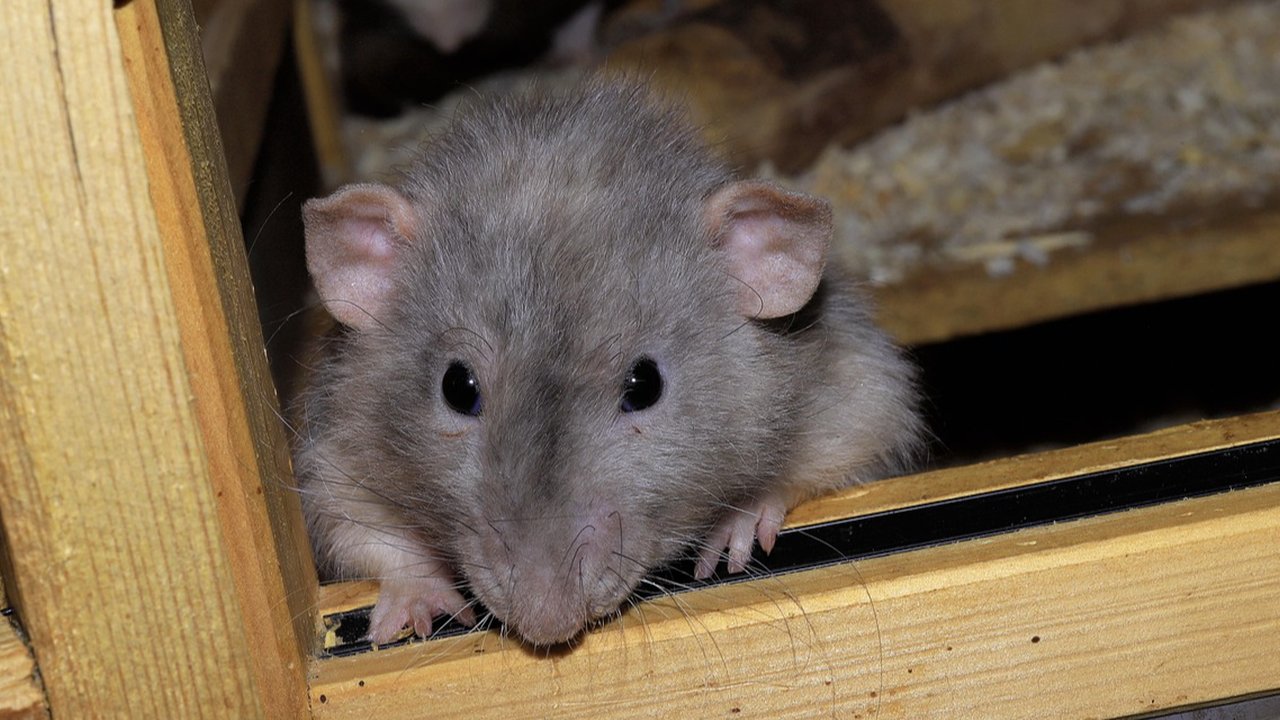 Ilustrasi Tikus