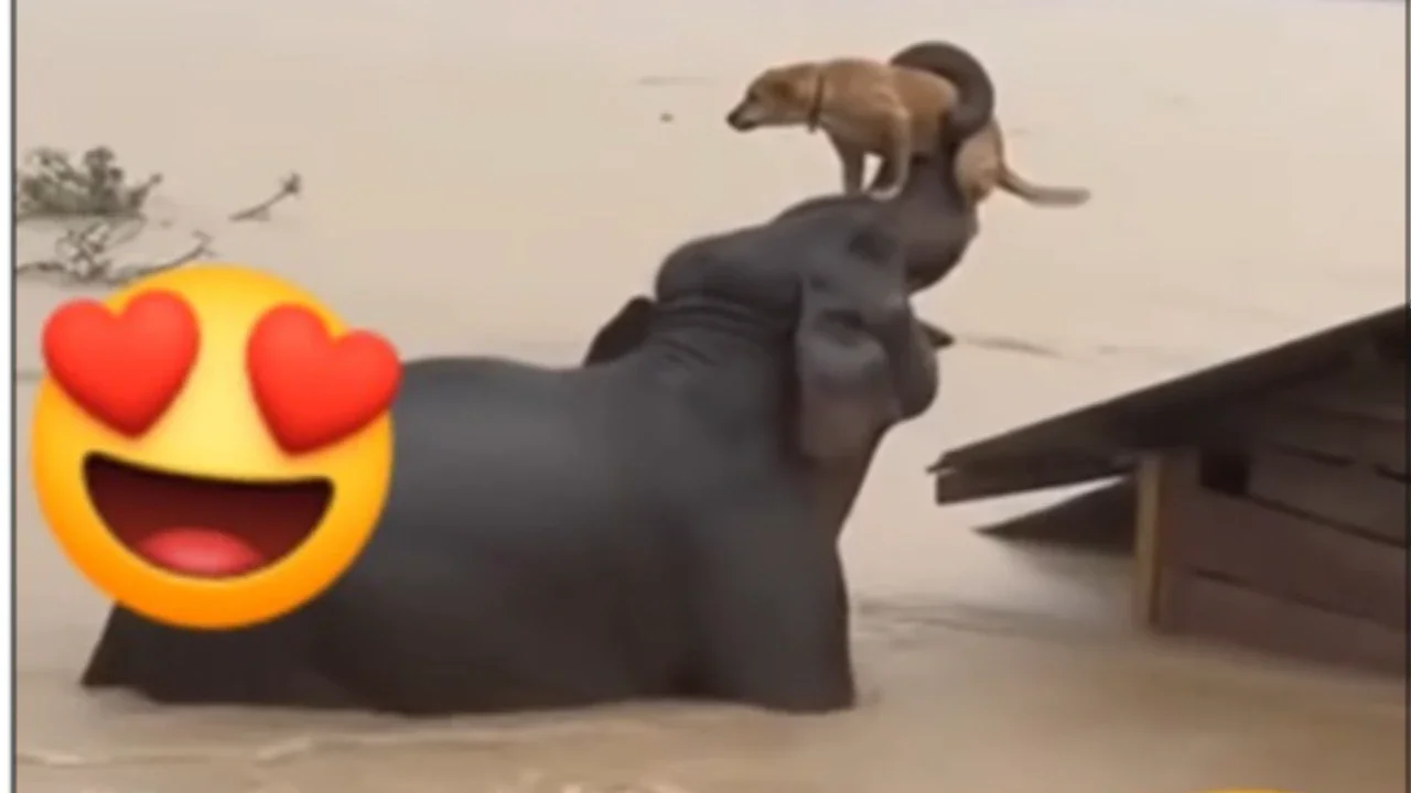 Viral! Video AI Hewan Saling Menolong di Tengah Banjir Bikin Warganet Tersentuh