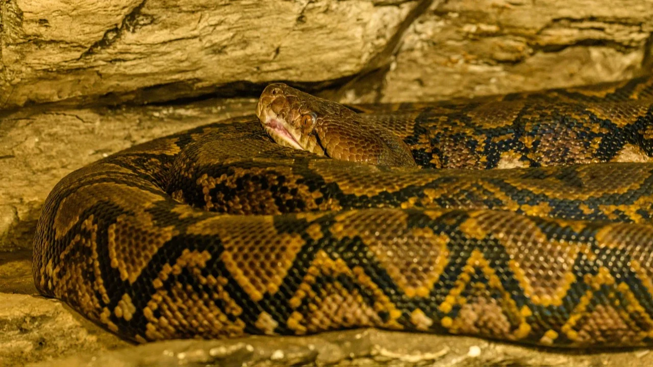 Familia Pythonidae