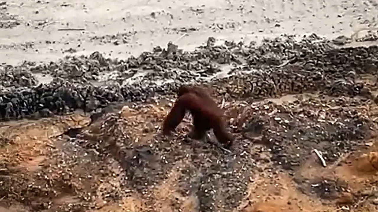 Bangkai Orangutan Tapanuli Ditemukan Pascabanjir, Diduga Terbawa Arus Sungai