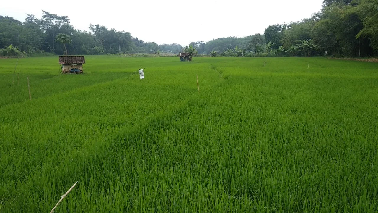Ketika ⁠Sawah Jadi Sumber Energi Terbarukan, Kurangi Limbah dan Buka Lapangan Kerja
