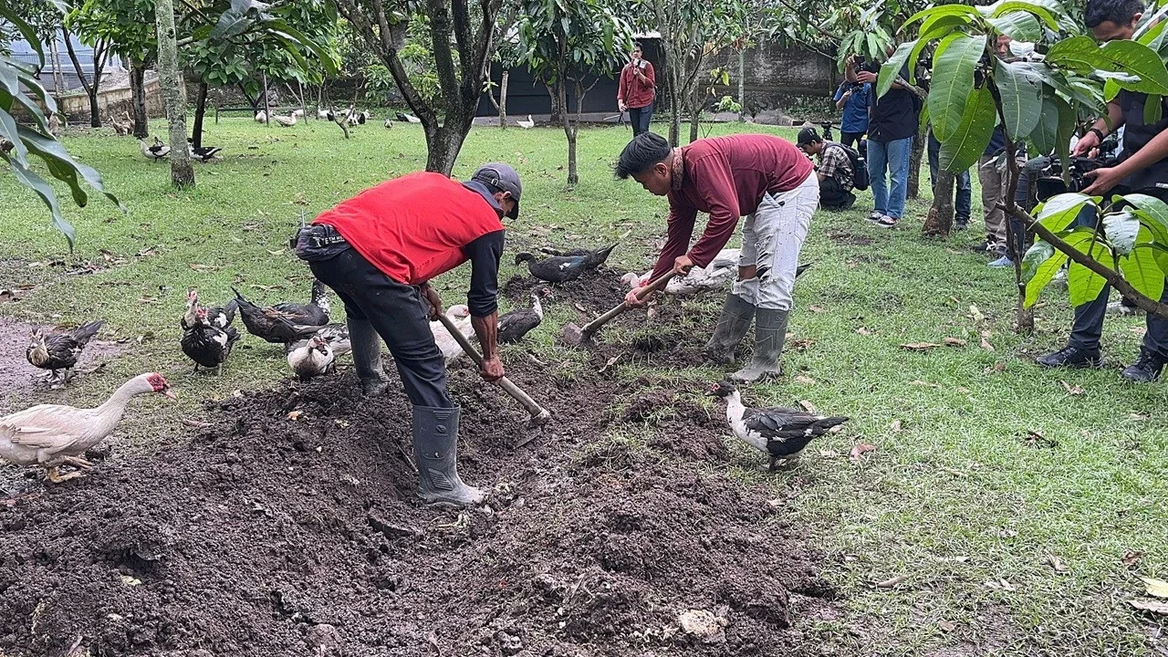 Dapur MBG JHF Ubah Limbah Jadi Pakan Ternak-Pupuk, Begini Proses Pengolahannya